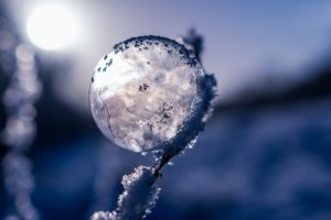 sperm preservation cost img | snow ball