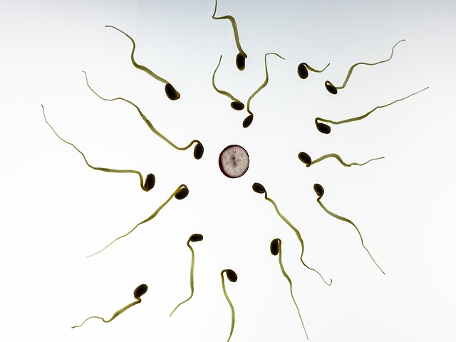 Sperm Quality in men