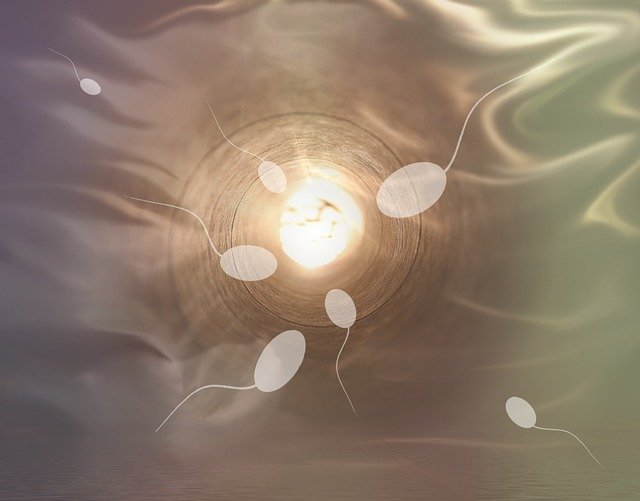 Rapid action of diet on sperm
